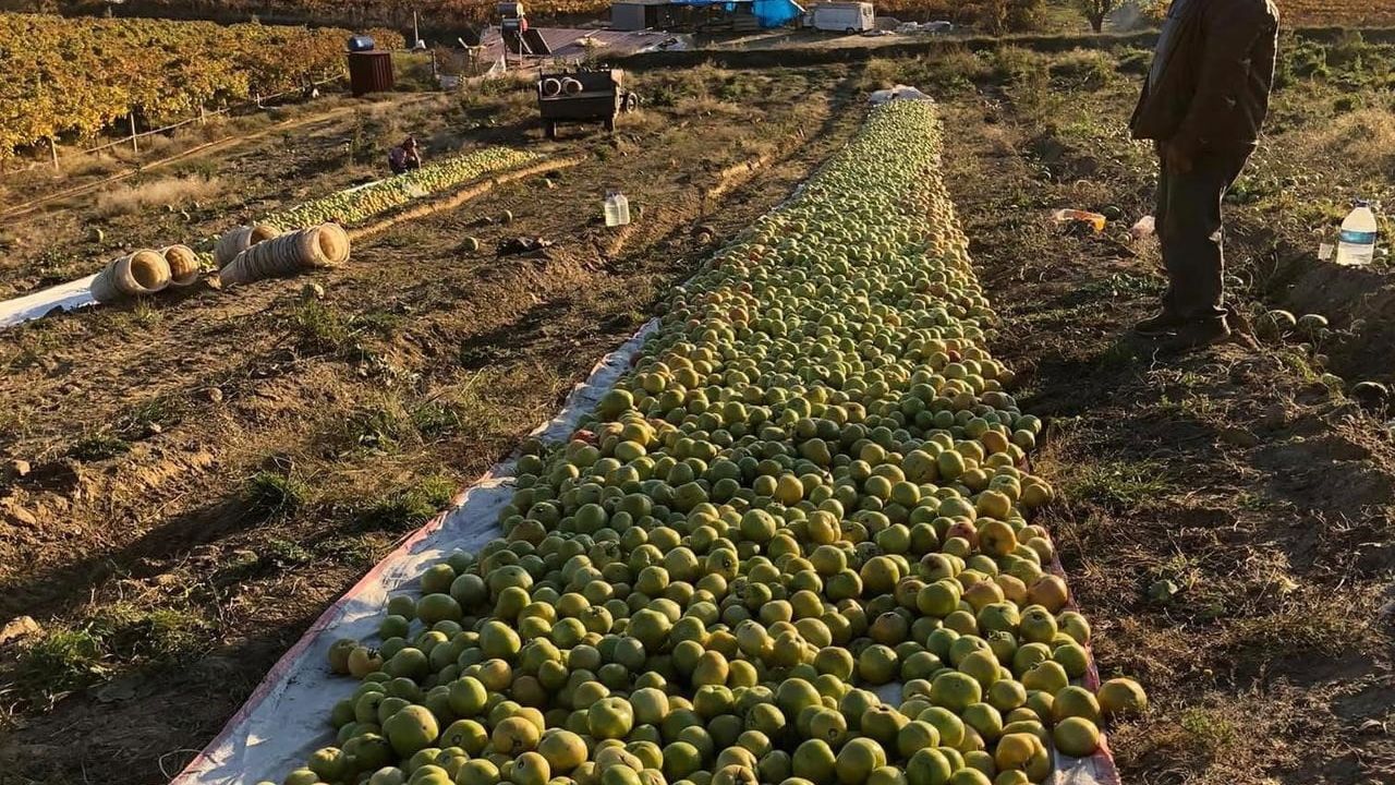 Sarıgöl'de Kırağı Riski: Domates Üreticileri Seralara Yöneldi