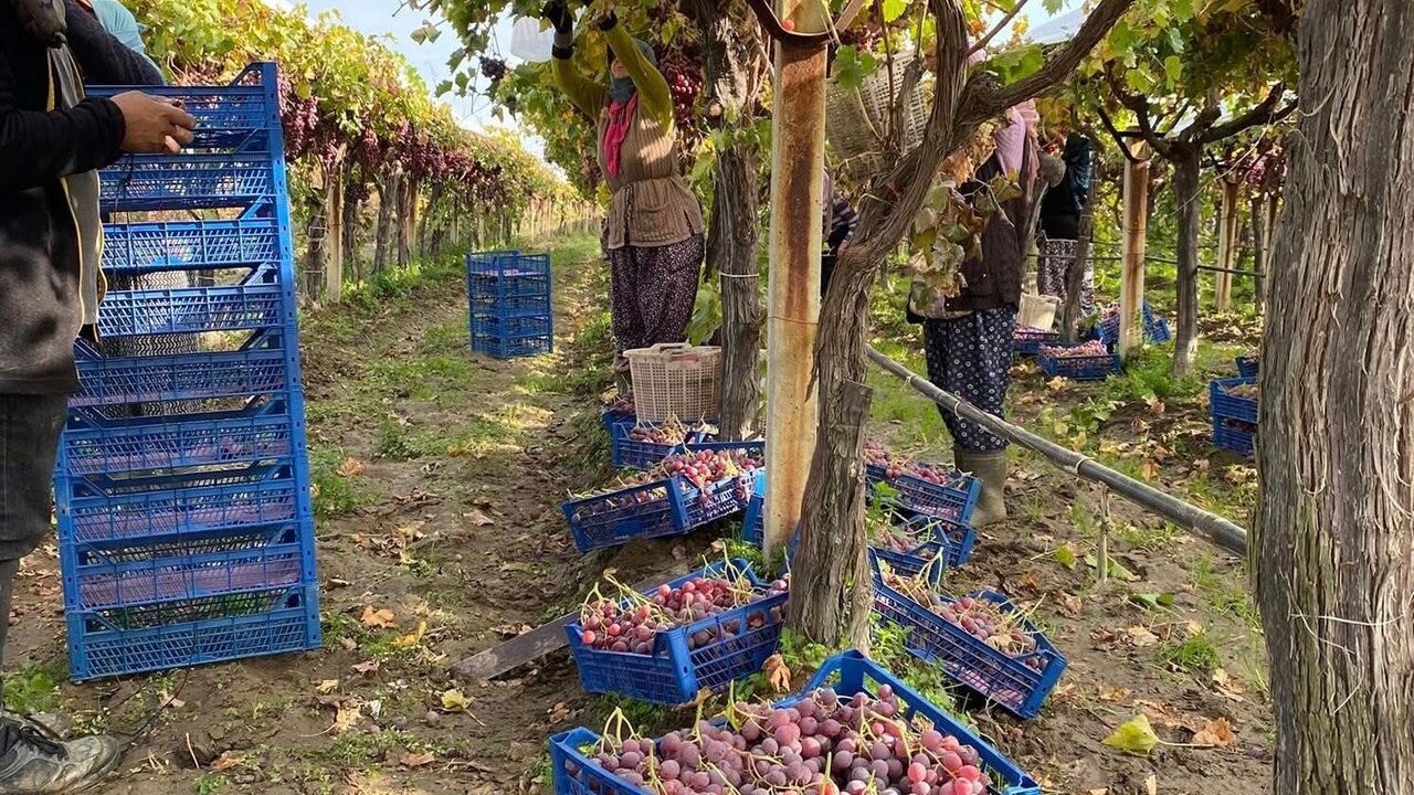 Sarıgöl’de Üzüm Hasadı Hızla Devam Ediyor