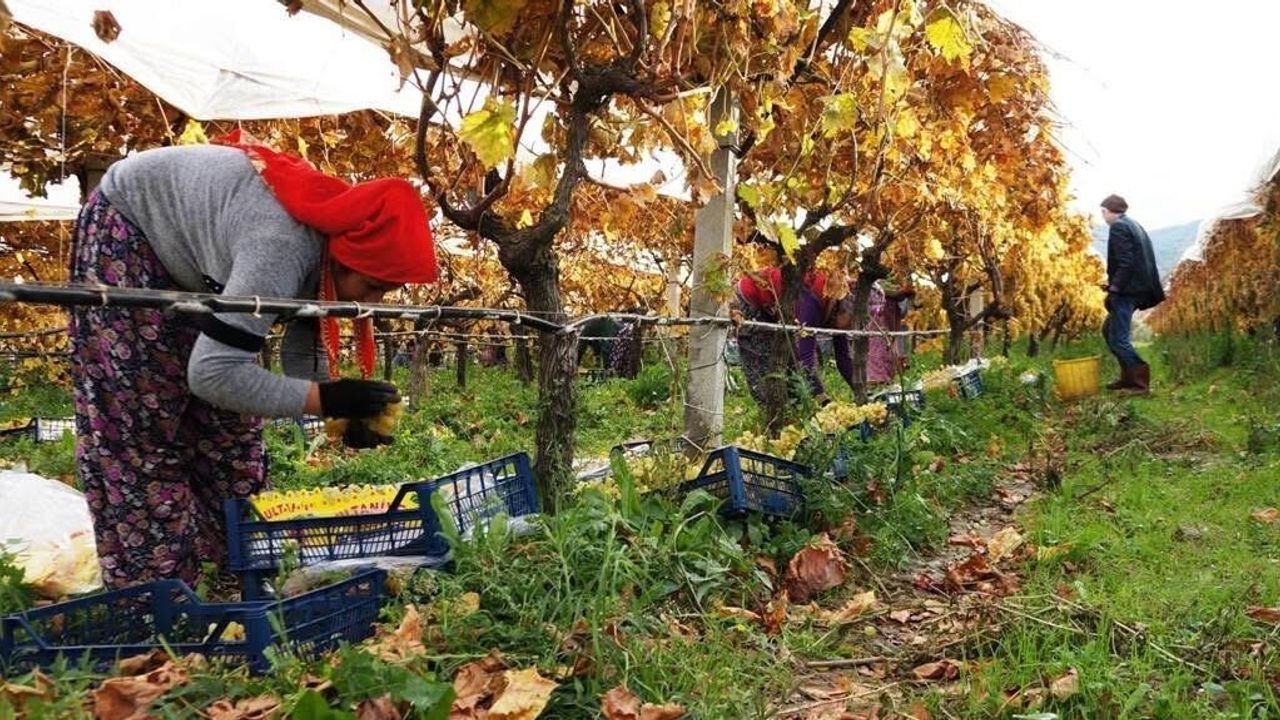 Sarıgöl'de Üzüm Hasadı Tamamlanıyor