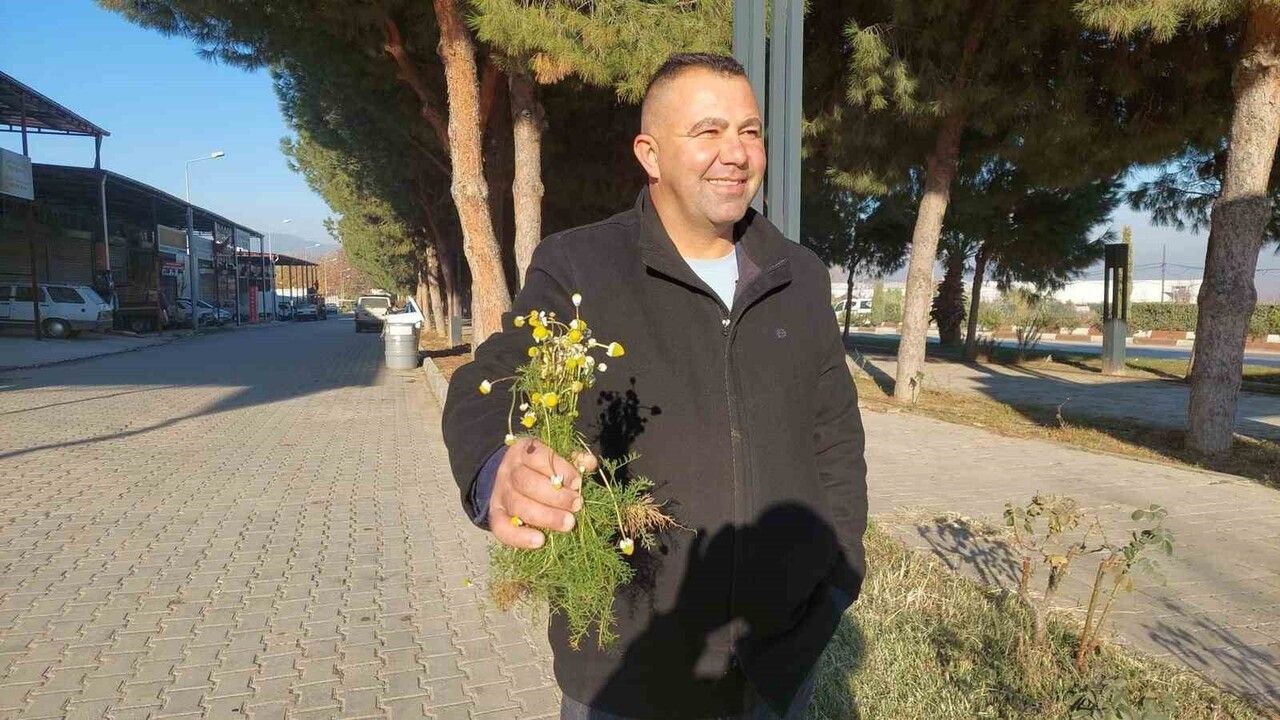 Sarıgöl'de Zemheri Papatyaları Açarak Endişe Yarattı