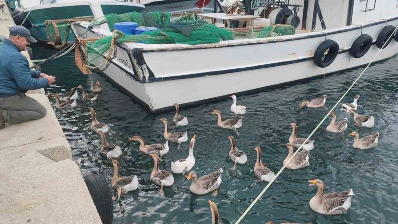 Şarköy'ün Sevimli Maskotu: Vakvaklar