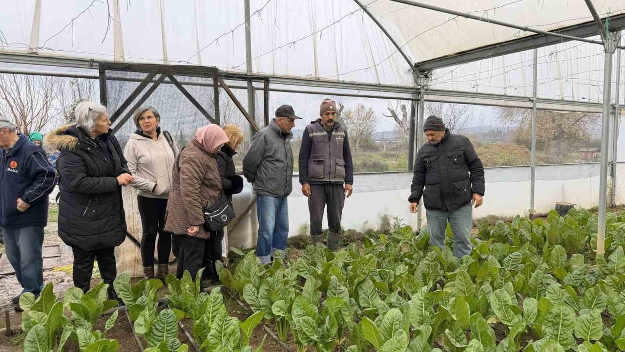 Saygınlar Kulübü Üyeleri Serada Hasat Etkinliği Düzenledi