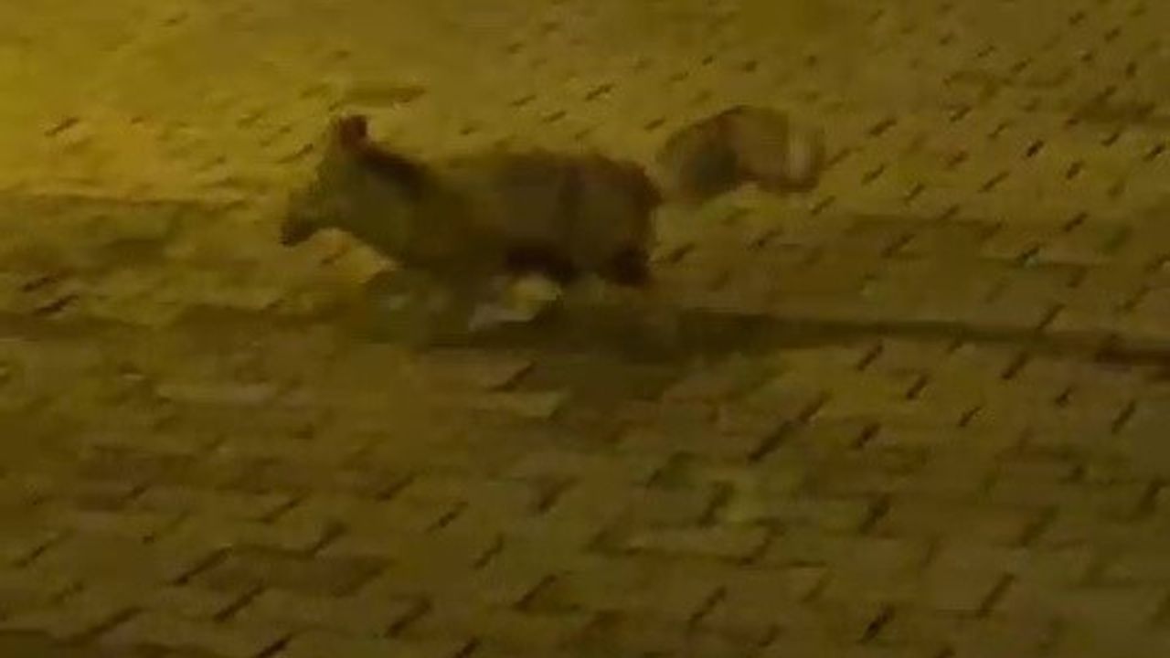 Şehre İnen Tilkinin Panik Anları Kameralara Yansıdı