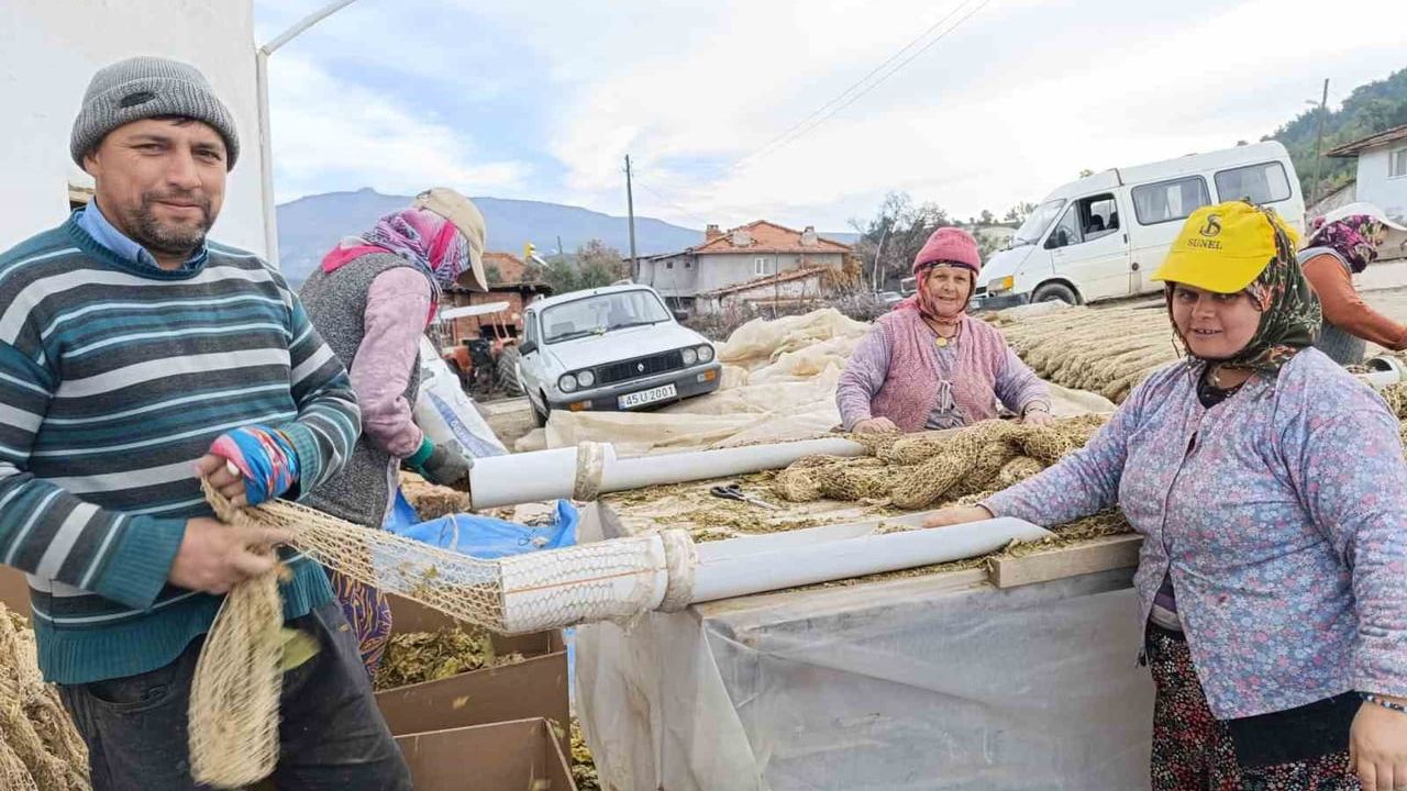 Selendi'de Tütün Hasadı Tamamlandı: Kolileme İşlemleri Başladı