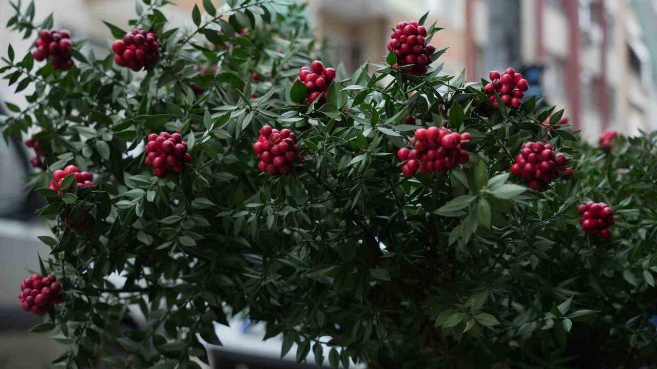 Sevimli Sokak Köpeği Kokina Buketini Çaldı
