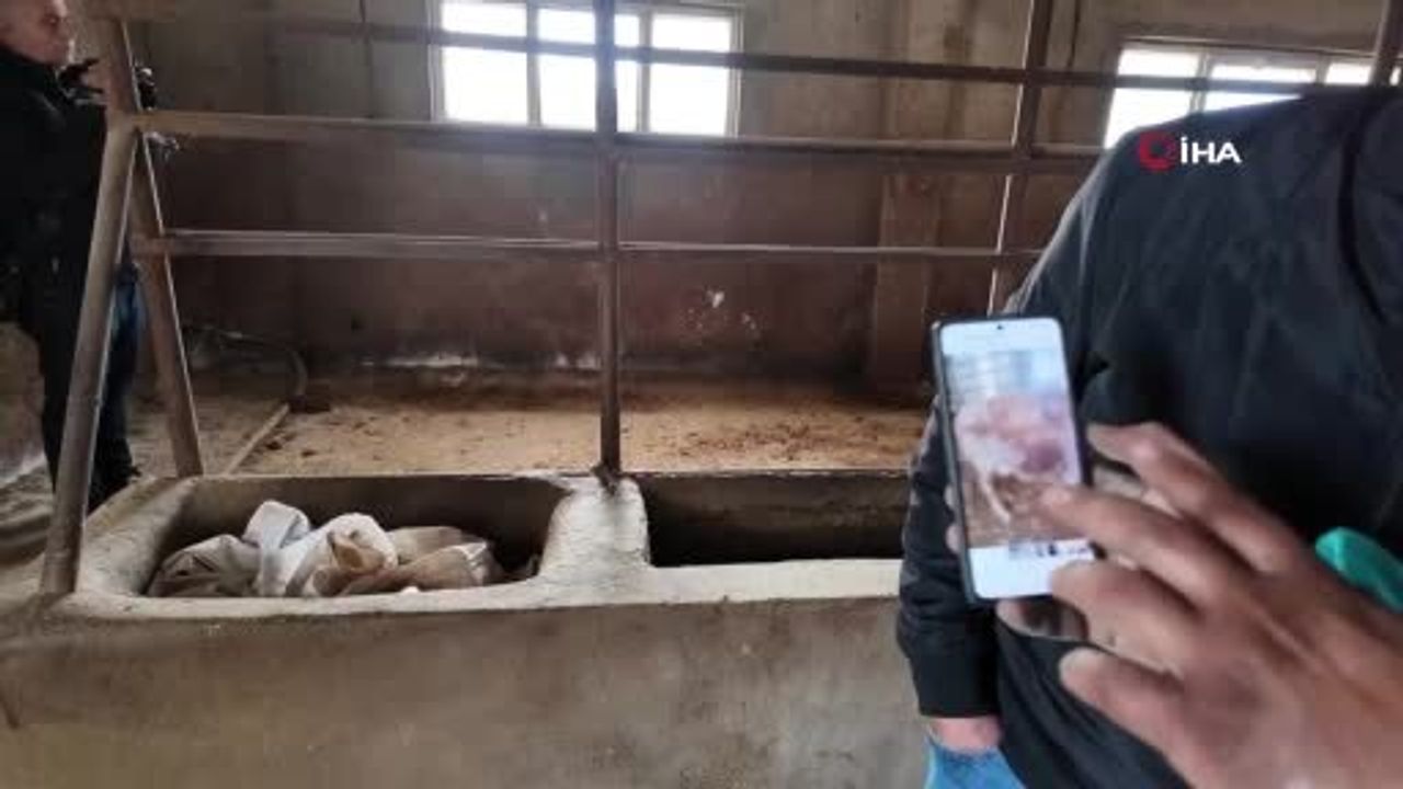 Siirt'te Besicinin 54 Büyükbaş Hayvanı Telef Oldu