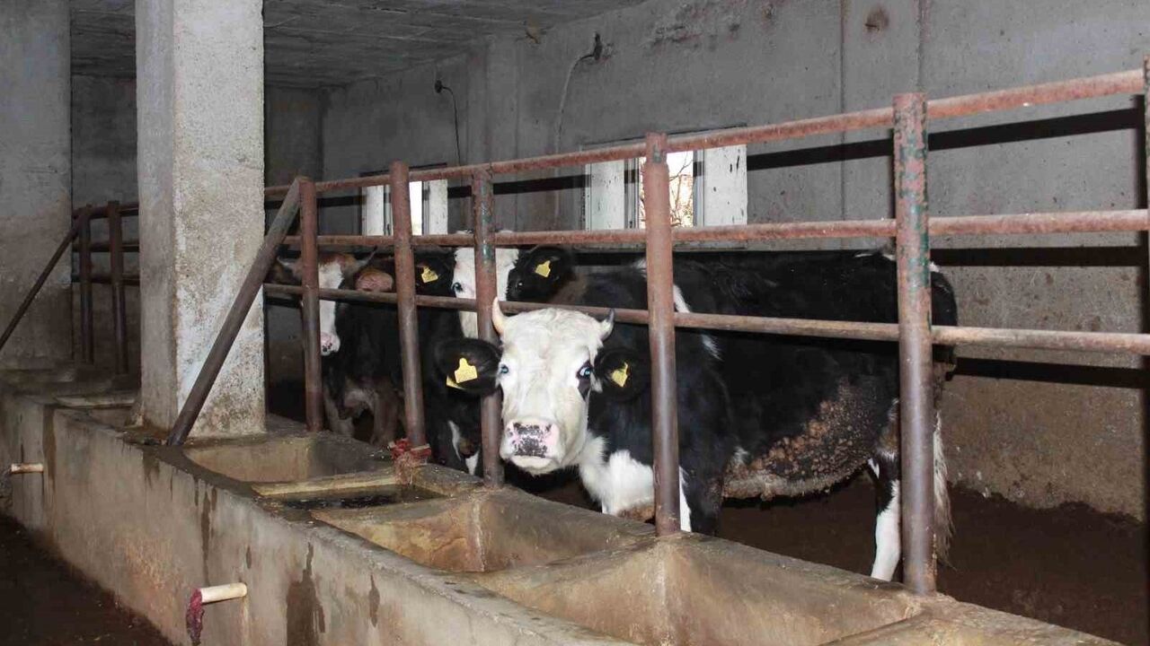 Siirt'te Besicinin Büyükbaş Hayvan Kaybı: 54 Hayvan Telef, 8 Milyon Lira Zarar