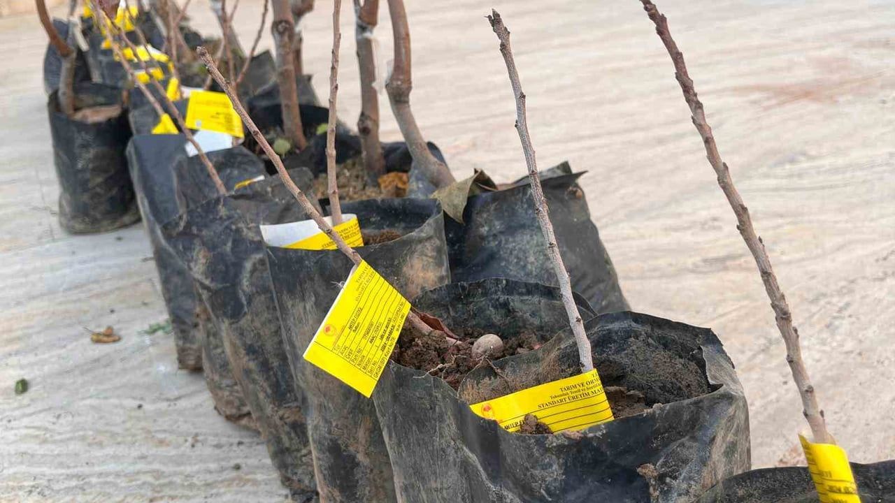 Siirt'te Çiftçilere Fidan Dağıtımı Yapıldı