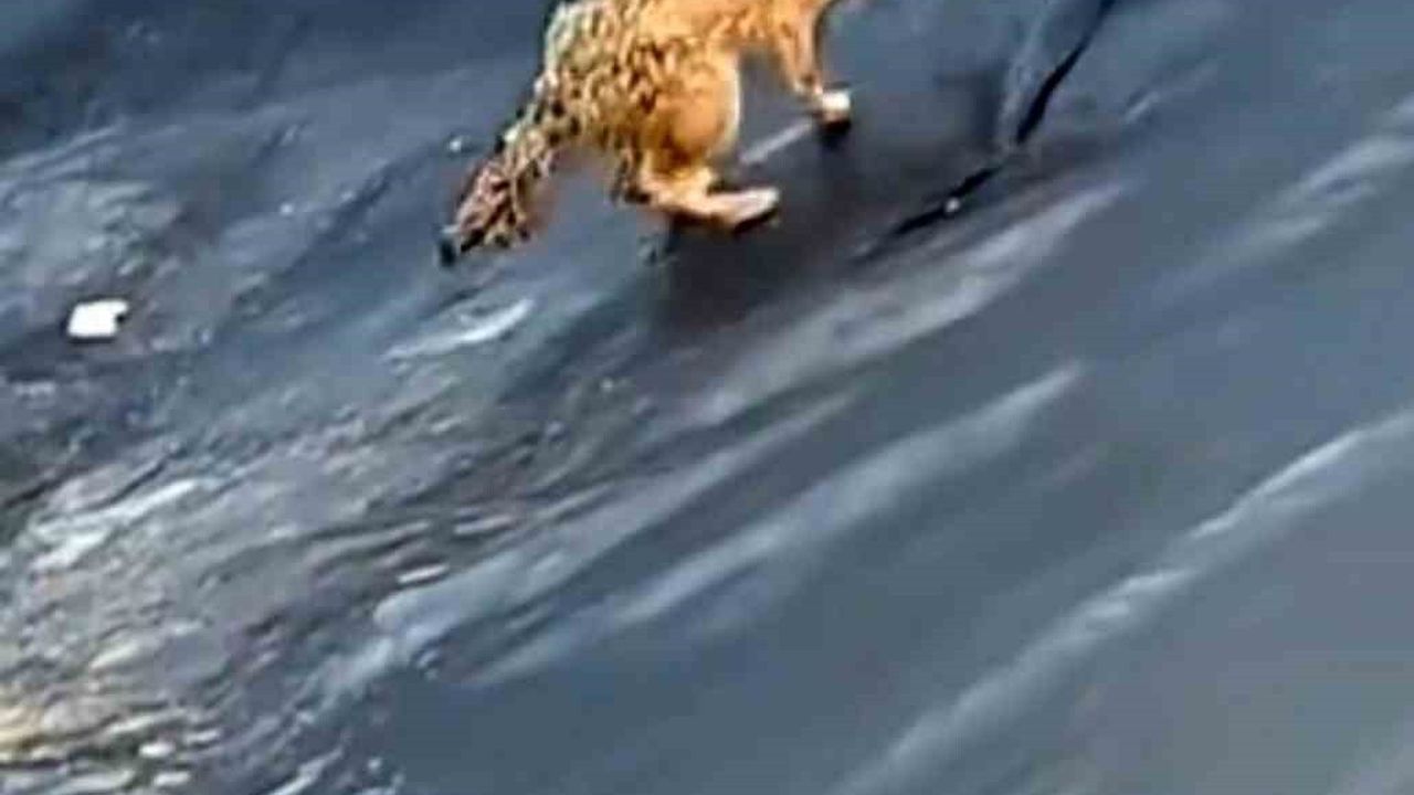 Siirt’te Kurt Havuzdan Kaçmayı Başardı