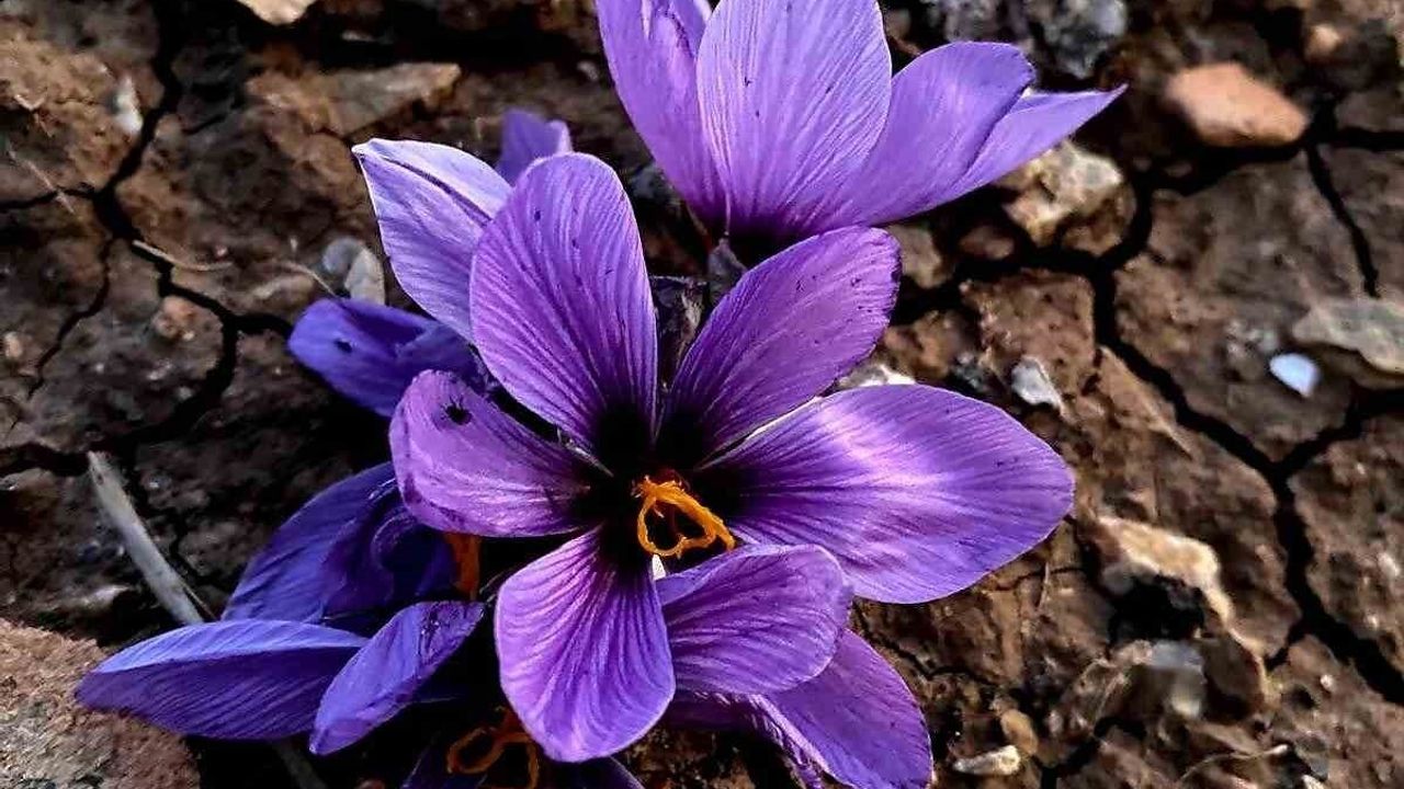 Siirt'te Safran Tarımı İçin Tarihi Adım