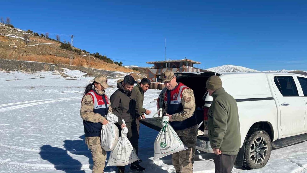 Siirt'te Yaban Hayvanlarına Yem Desteği