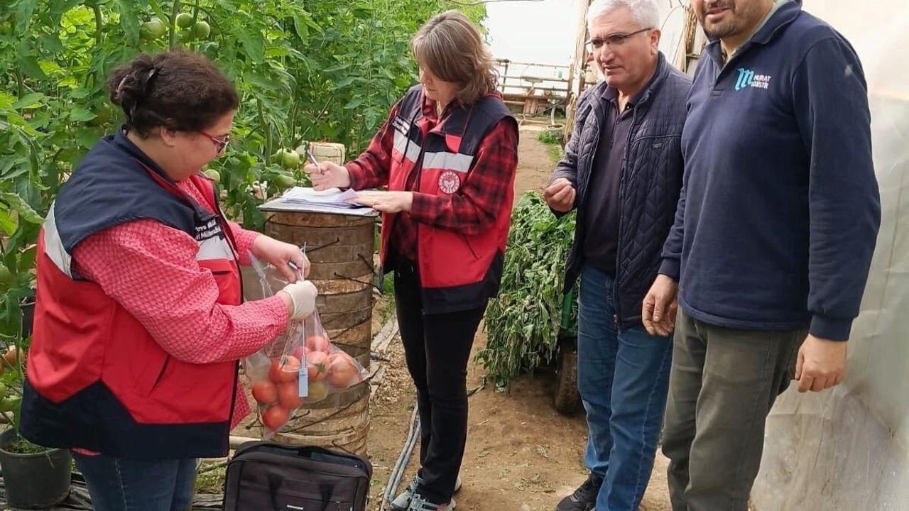 Simav'da Pestisit Denetimi ile Domates Kalitesi Artırılıyor