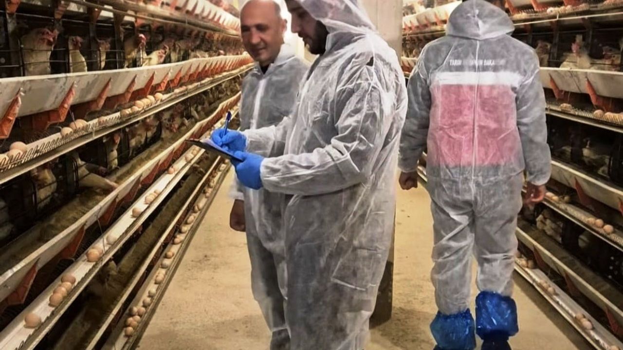 Simav'da Ticari Yumurtacı Tavukçuluk İşletmesine İlk Denetim