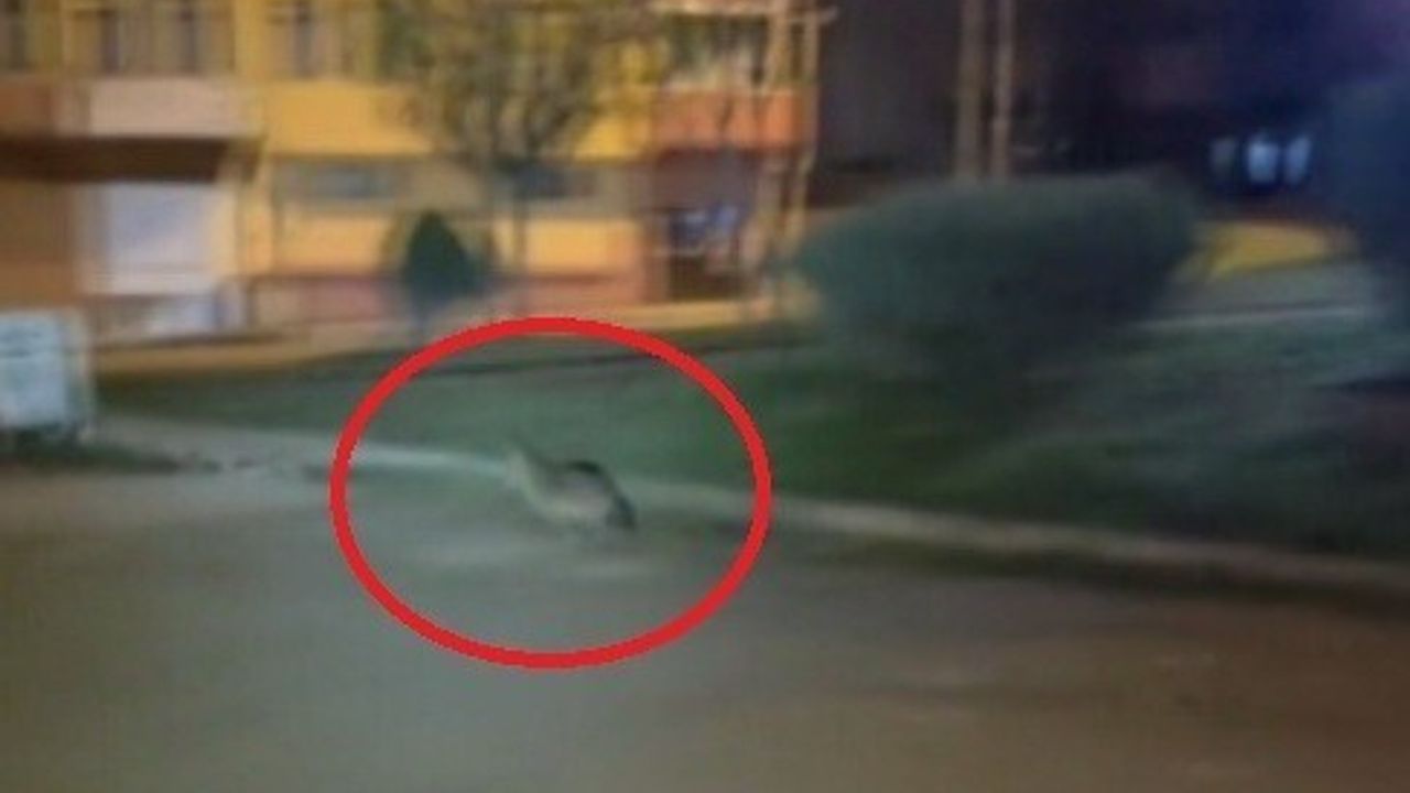 Sinop'ta Aç Kalan Çakal Şehir Merkezine İndi