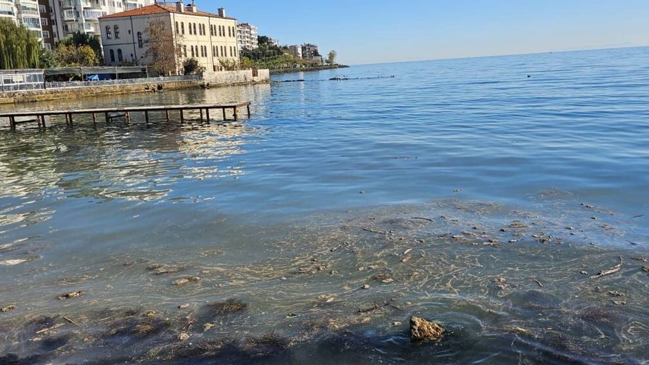Sinop'ta Deniz Yüzeyindeki Kirlilik Endişe Yarattı