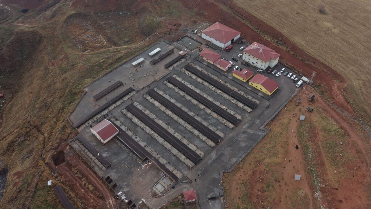 Sivas’ta Sokak Hayvanları İçin Dönüşüm Projesi