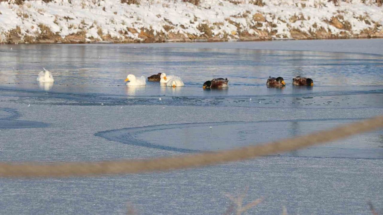 Sivas'taki Soğuk Hava Etkisi ve Donmuş Gölet Manzarası
