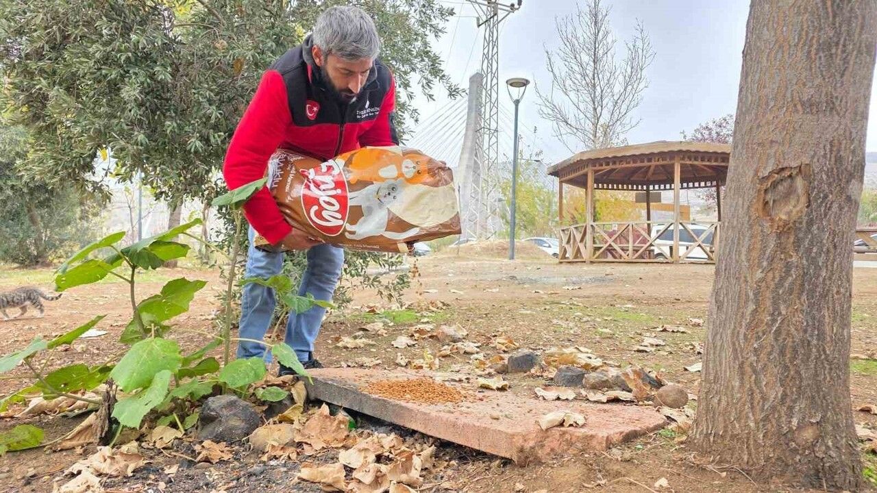 Siverek'te Hayırseverlerden Sahipsiz Kedilere Mama Desteği