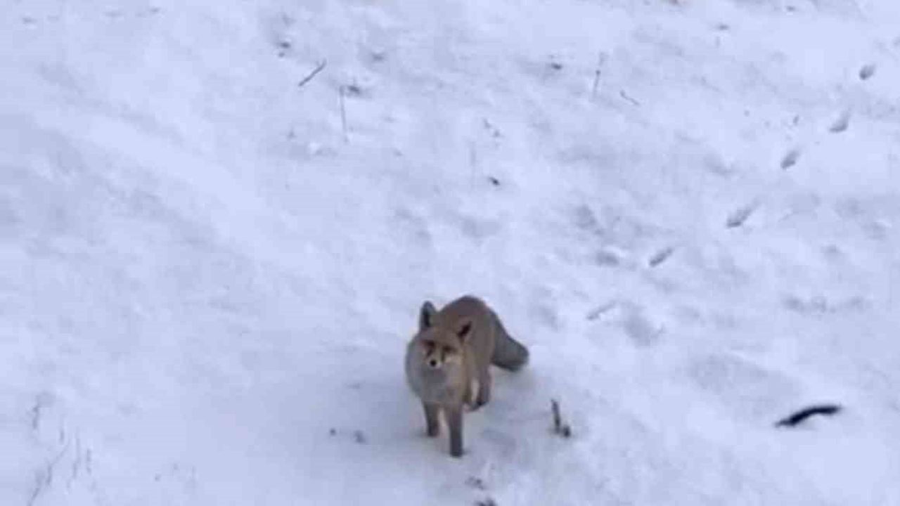 Soğuk Hava Yaban Hayatı Zorluyor: Diyadin'de Tilkiler Şehir Merkezine İndi
