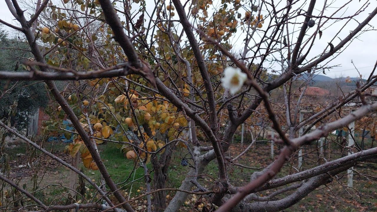 Soğukların Etkisine Rağmen Çiçek Açan Erik Ağacı