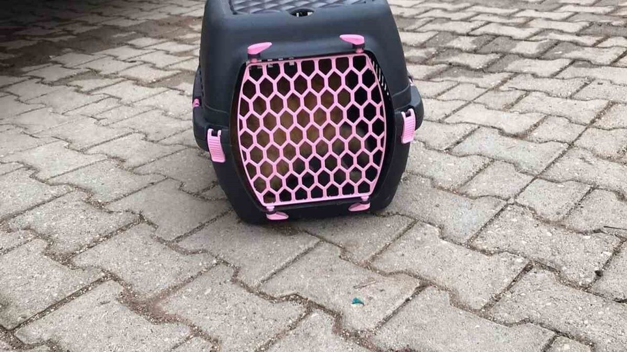 Soğukta Üşüyen Kedi İtfaiye Tarafından Kurtarıldı