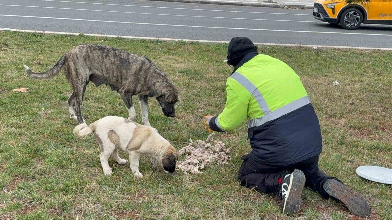 Sokak Hayvanlarının Sessiz Kahramanı Kadir Aydoğmuş