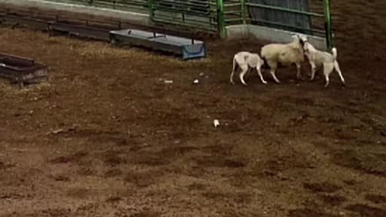 Sokak Köpeklerinin Saldırısı: Koyun Telef Oldu