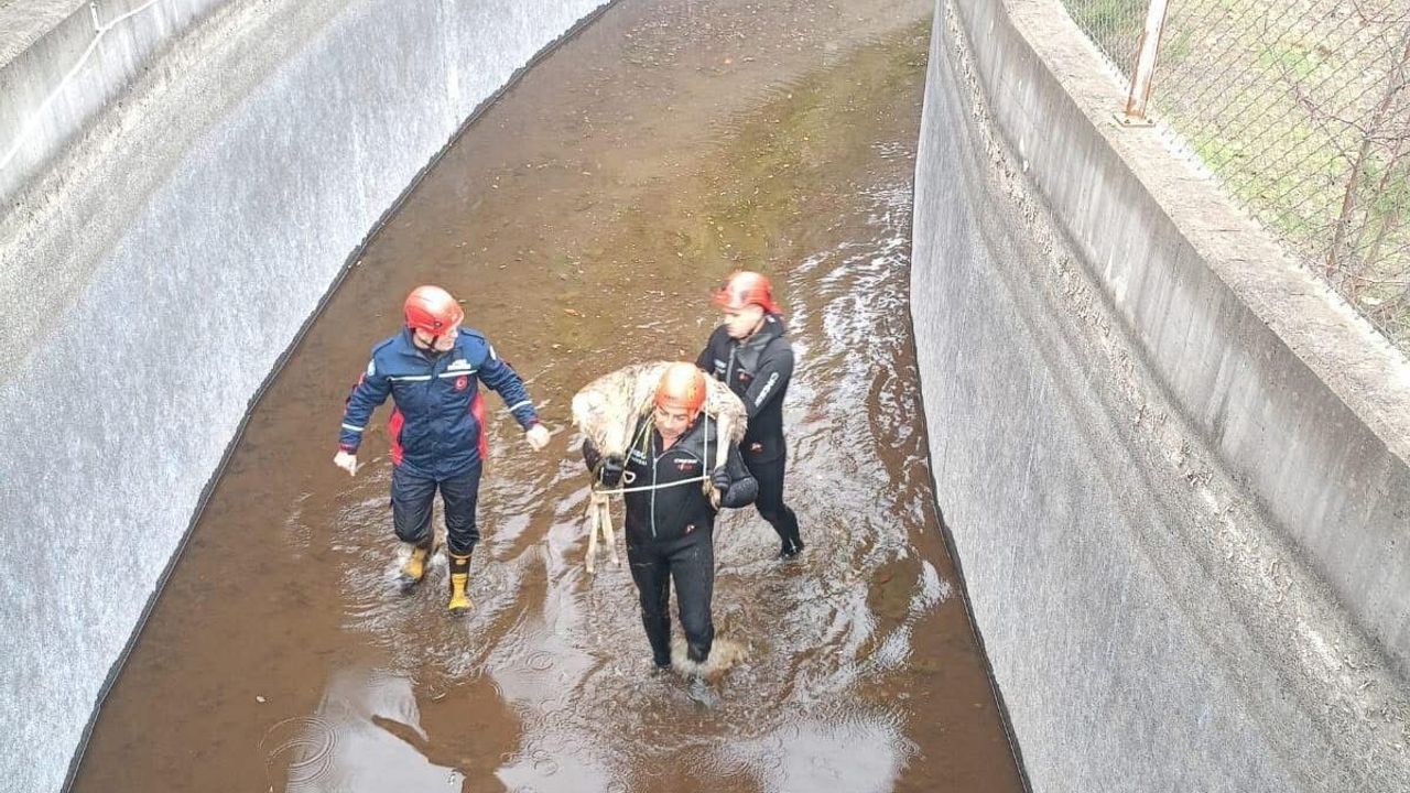 Su Kanalına Düşen Karaca İtfaiye Ekipleri Tarafından Kurtarıldı