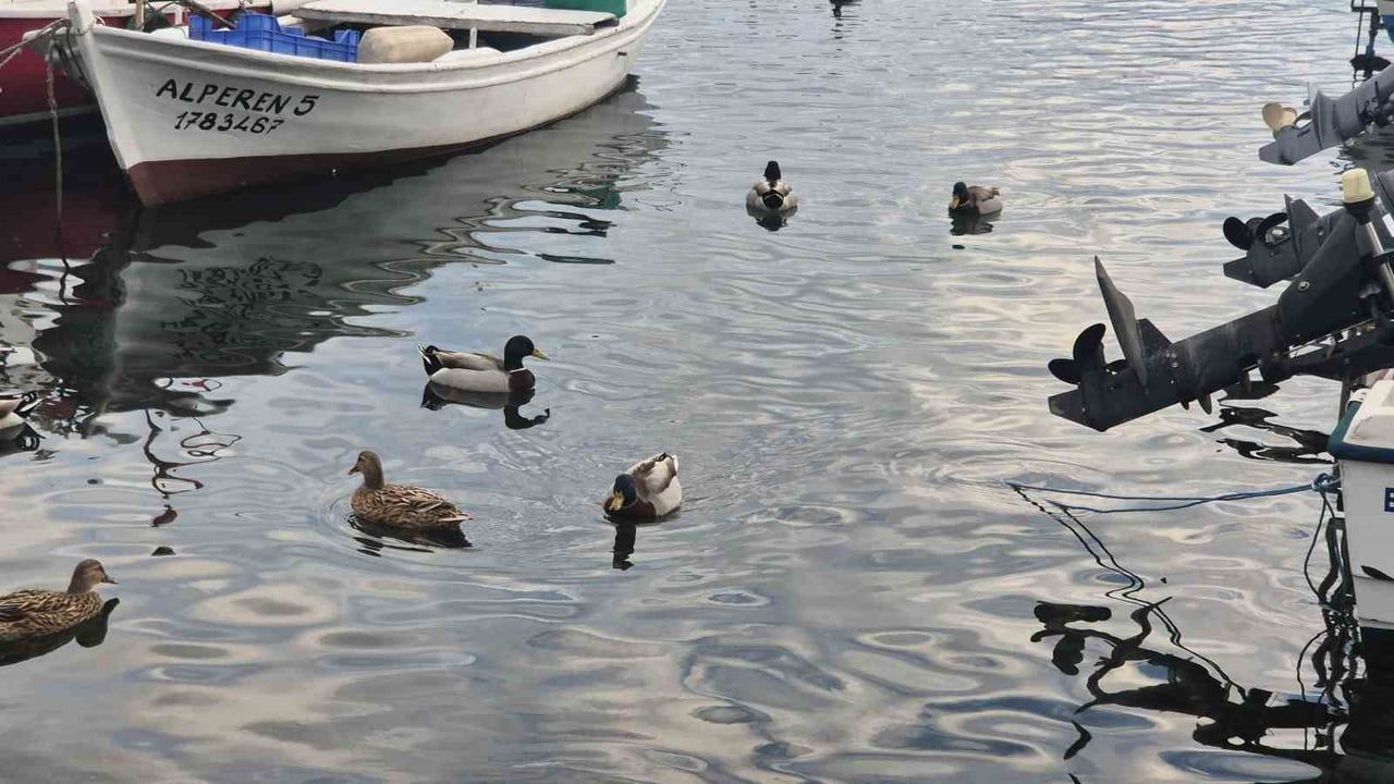 Süleymanpaşa'da Ördeklerin Renkli Hikayesi