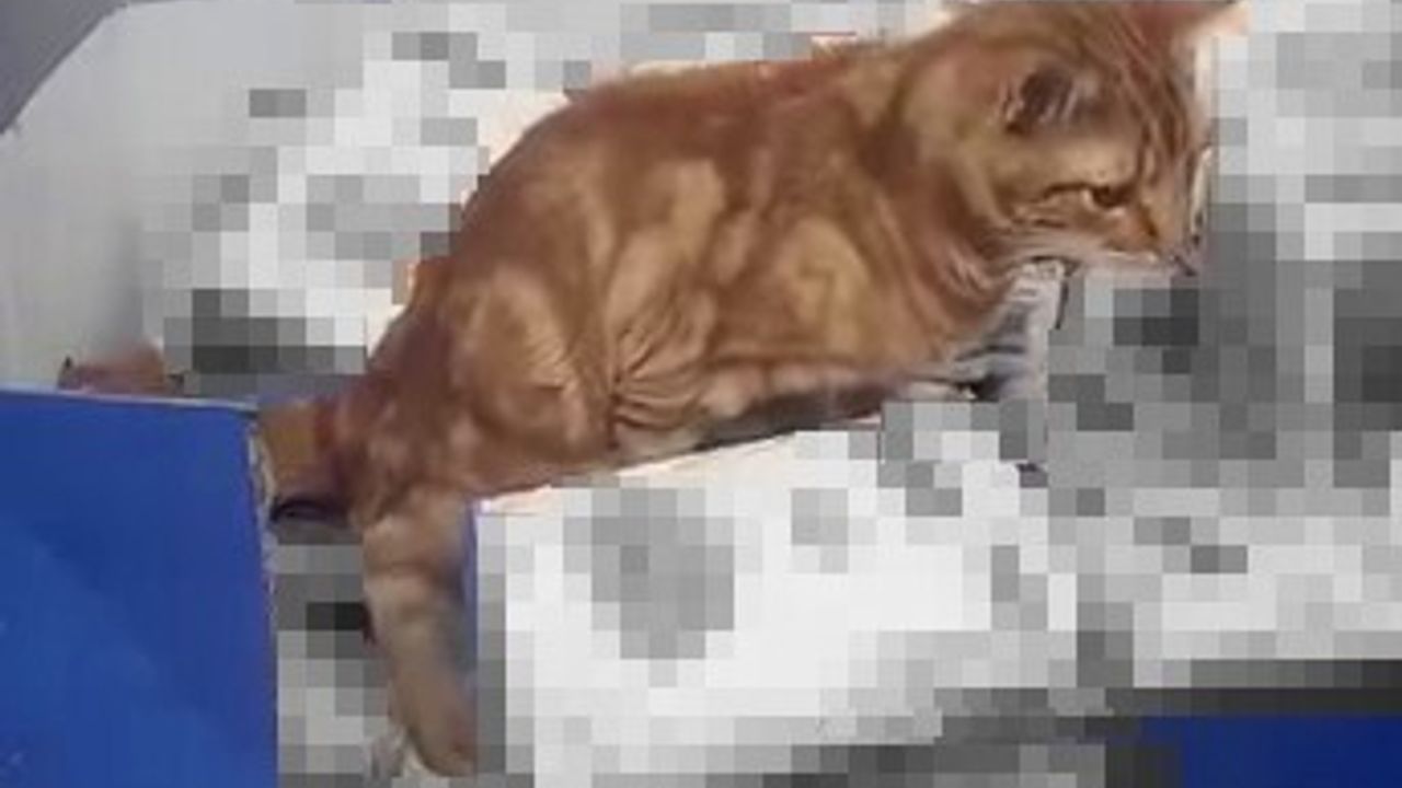 Sultangazi'deki Zincir Market Skandalı: Kedi Un Paketlerinin Üzerine Tuvaletini Yaptı