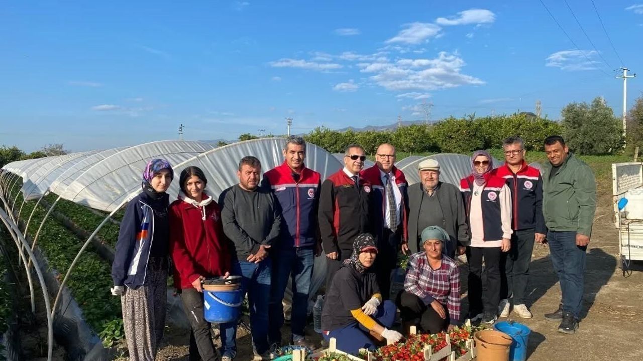Sultanhisar Çileği'nde Hasat Sevinci Başladı