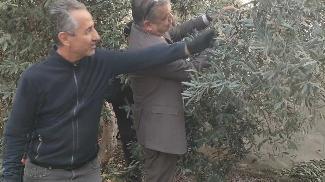 Sultanhisar'da Zeytin Budama Kursları Başladı