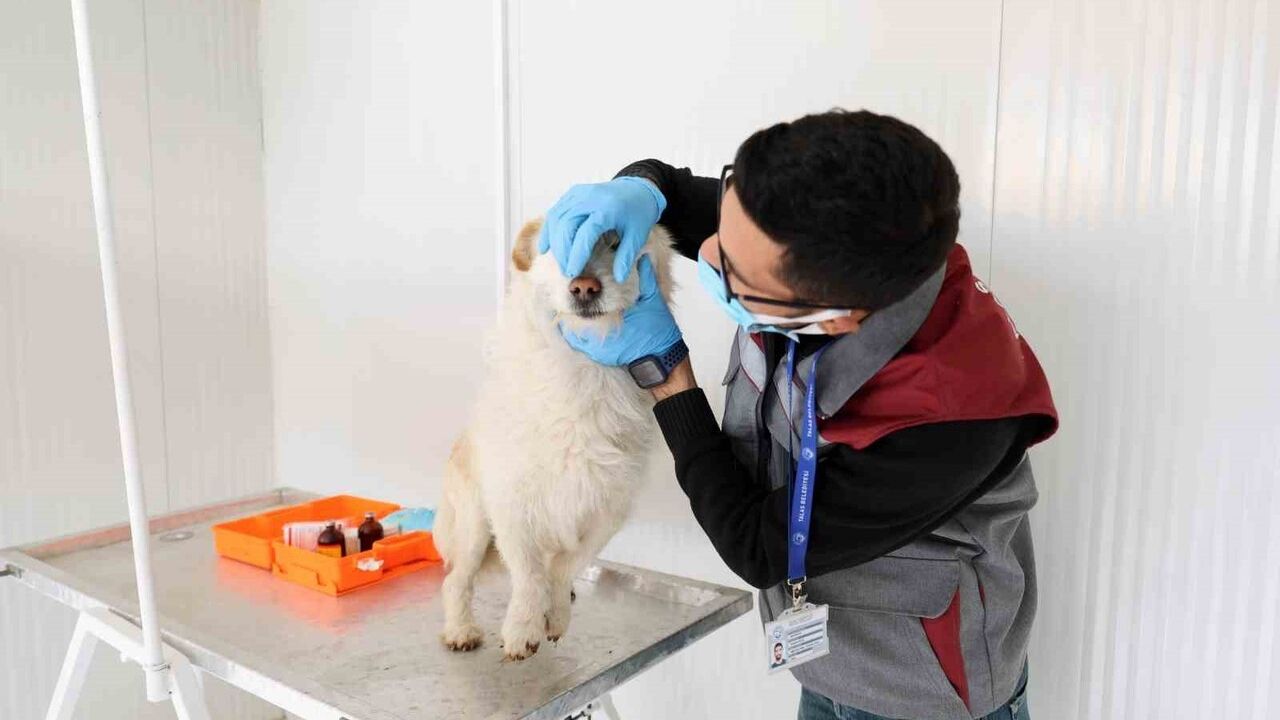 Talas'ta Merhametin Simgesi: Talas Patievi Doğal Yaşam Alanı