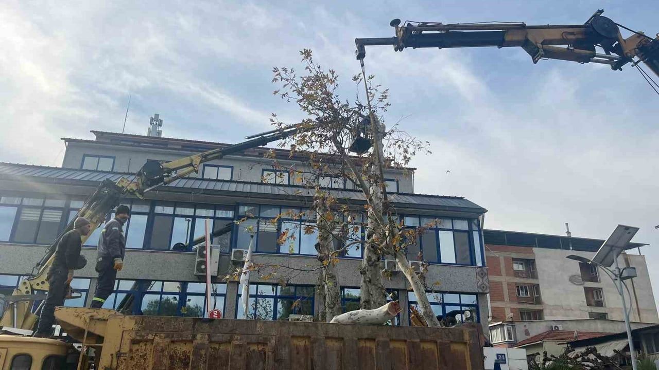 Tarihi Çınar Ağacı Budandı