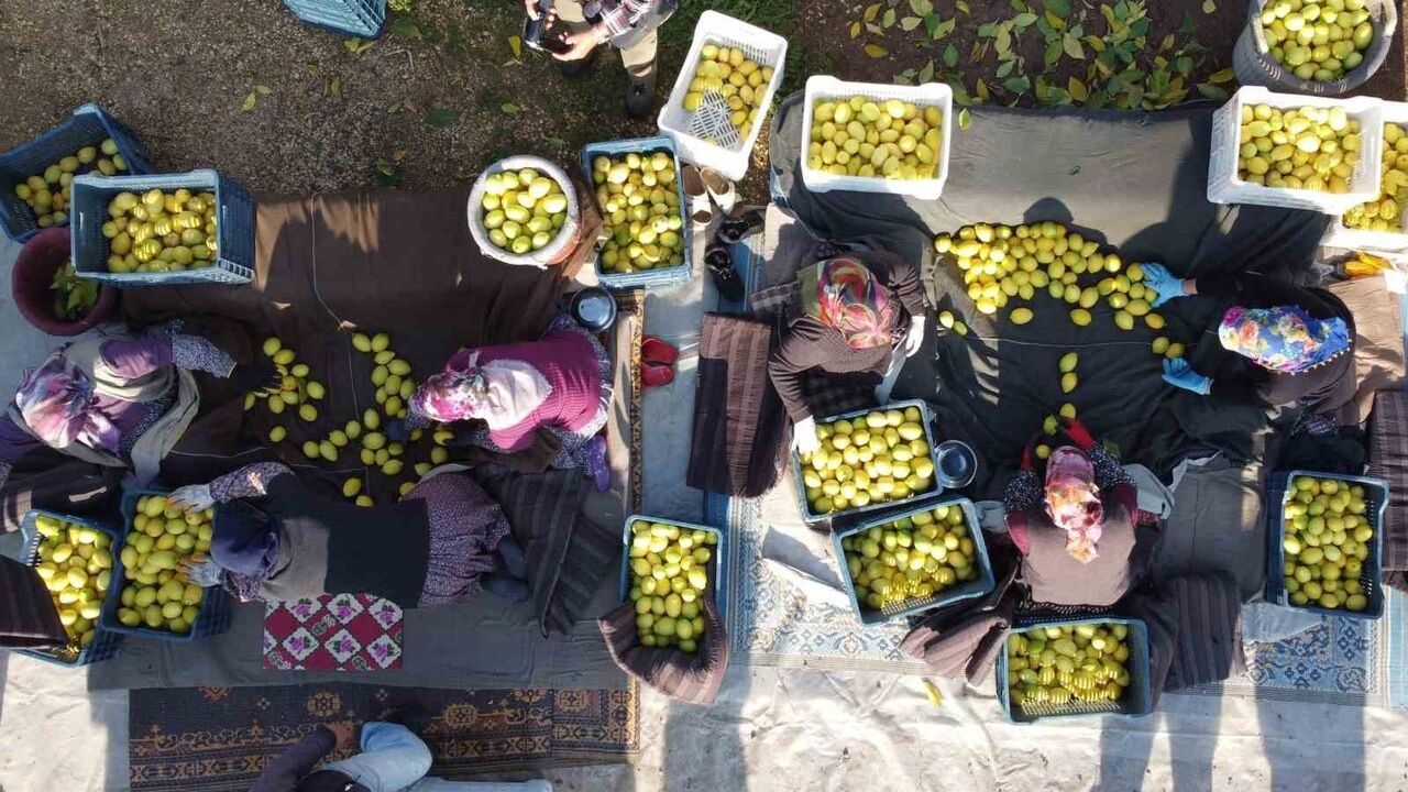 Tarım Ürünleri Üretici Fiyat Endeksi Açıklandı