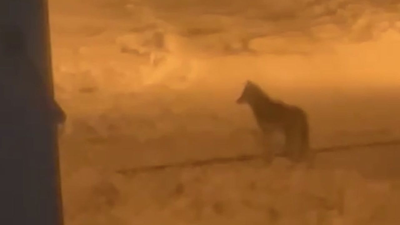 Tatvan'da Kurt Görüntülendi