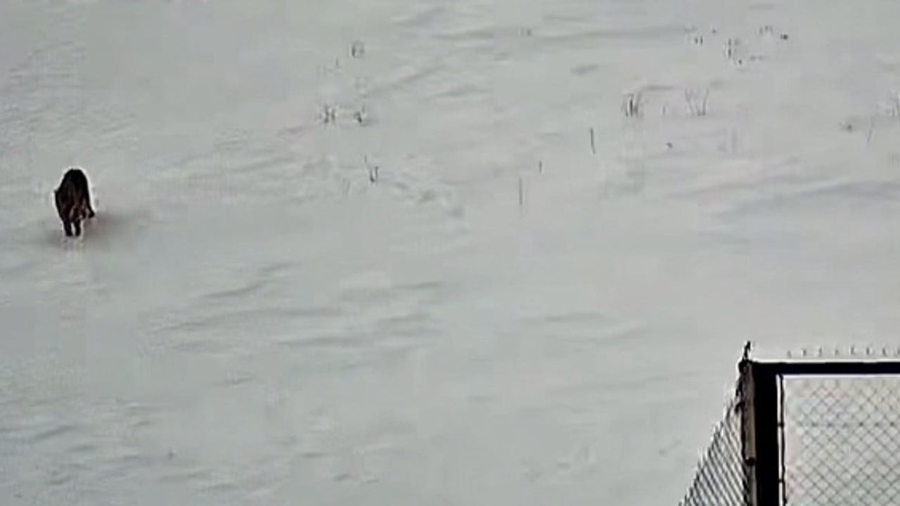 Tatvan'da Kurt Görüntülendi