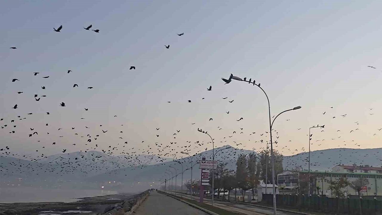 Tatvan Sahilindeki Sıradışı Karga Gösterisi