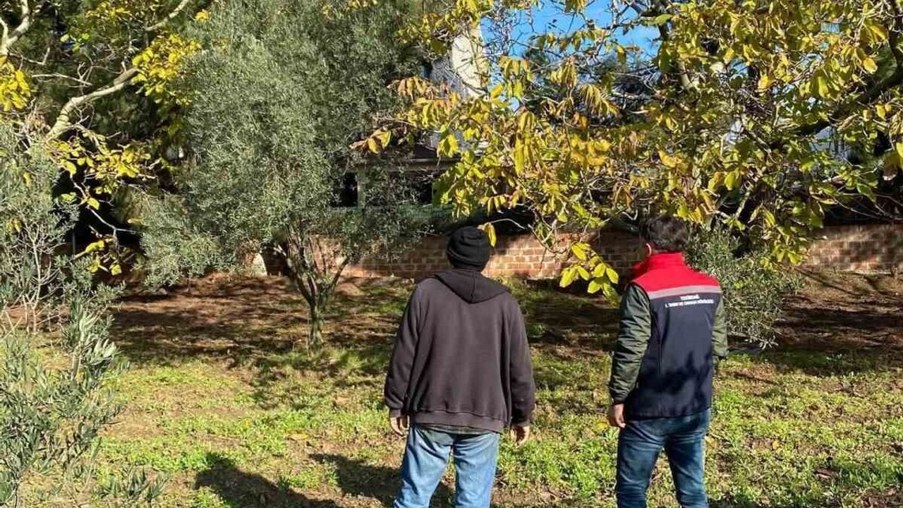 Tekirdağ'da Ceviz Bahçesi Kontrolü ve İlaç Bayileri Denetimi