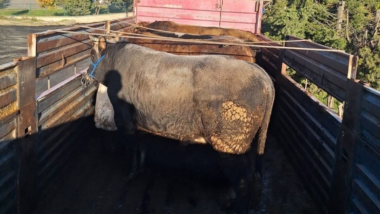 Tekirdağ'da Kaçak Hayvan Sevkiyatına Cezai İşlem