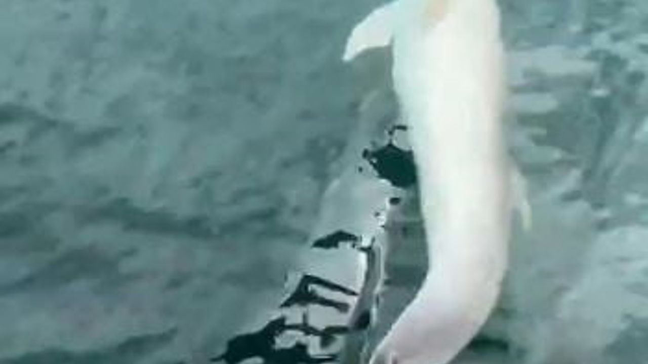 Tekirdağ’da Tekneye Eşlik Eden Yunus Görüntüleri