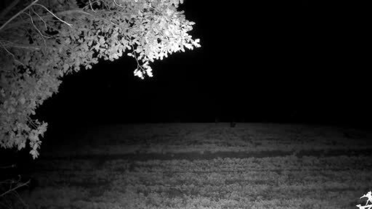 Tekirdağ'da Yaban Domuzu Sürüleri Fotokapanlarla Kaydedildi