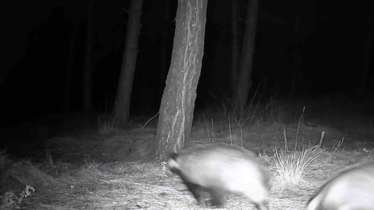 Tekirdağ'da Yaban Hayatı Fotokapanlarla İzleniyor