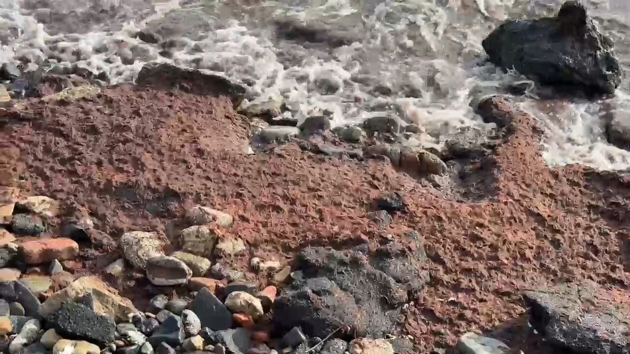 Tekirdağ Kıyılarında Kızıl Yosun Birikintileri