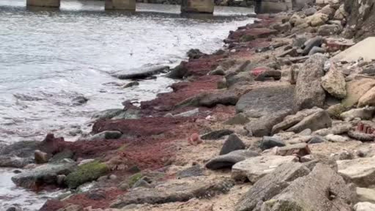 Tekirdağ Sahilinde Kırmızı Yosun Fenomeni