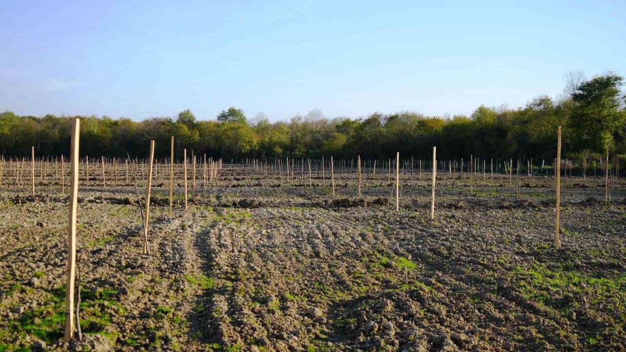 Tekkeköy'de Tasarruf ve Sosyal Projeler Büyüyor