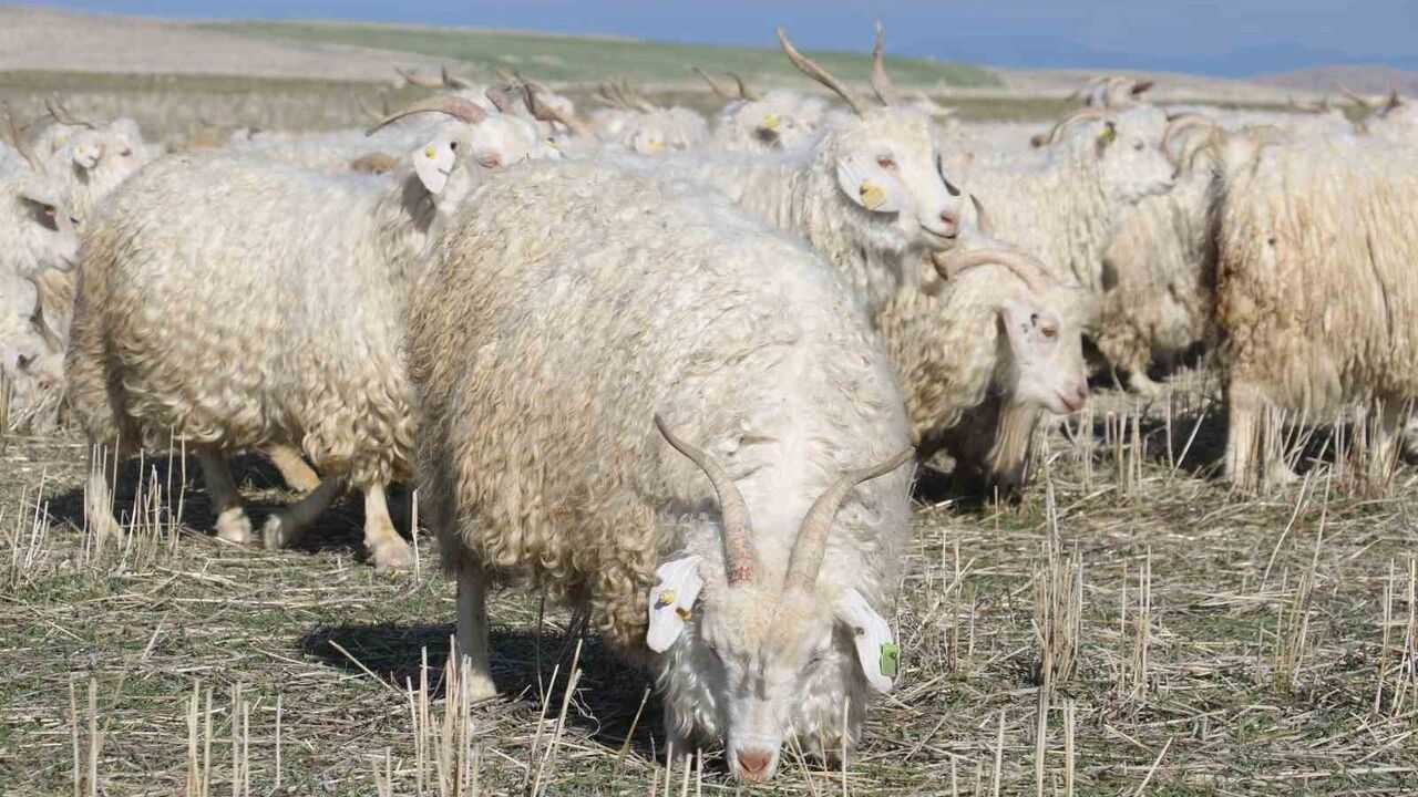 Tiftik Keçisi Yeniden Gözde: Ayaş’ta Yetiştiriliyor