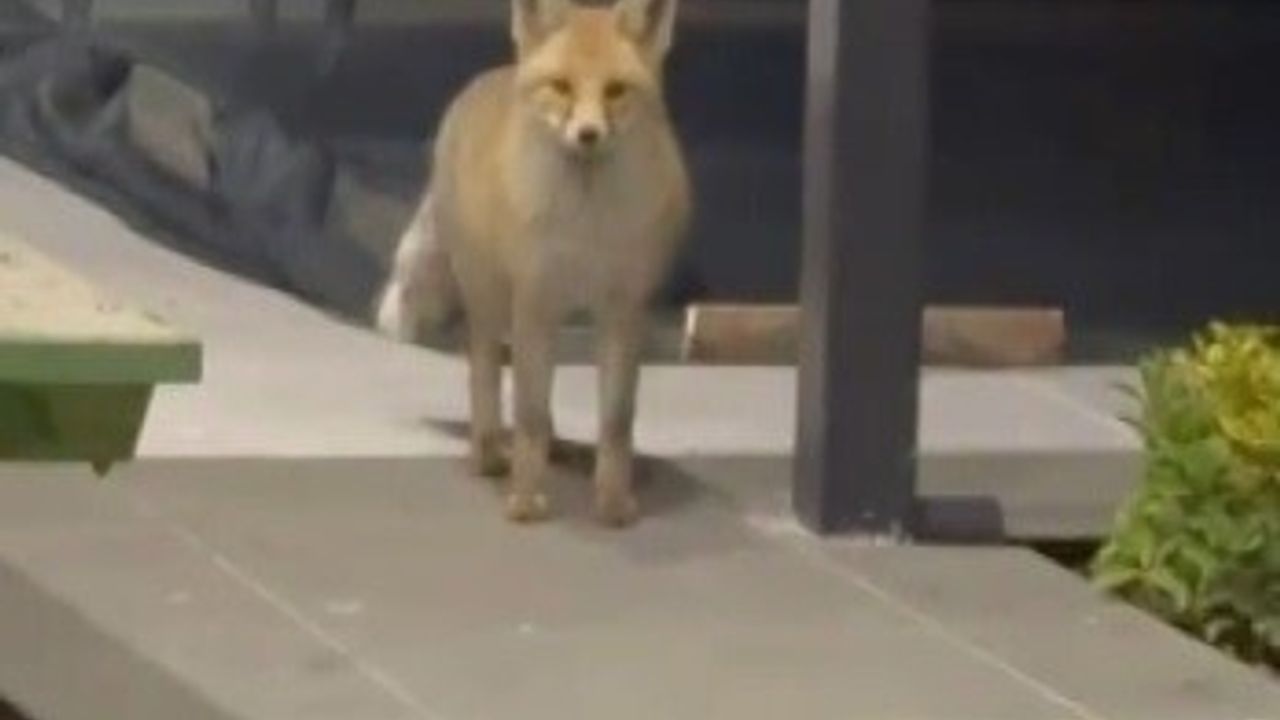 Tilki Bahçede Kedi Mamalarını Yedi