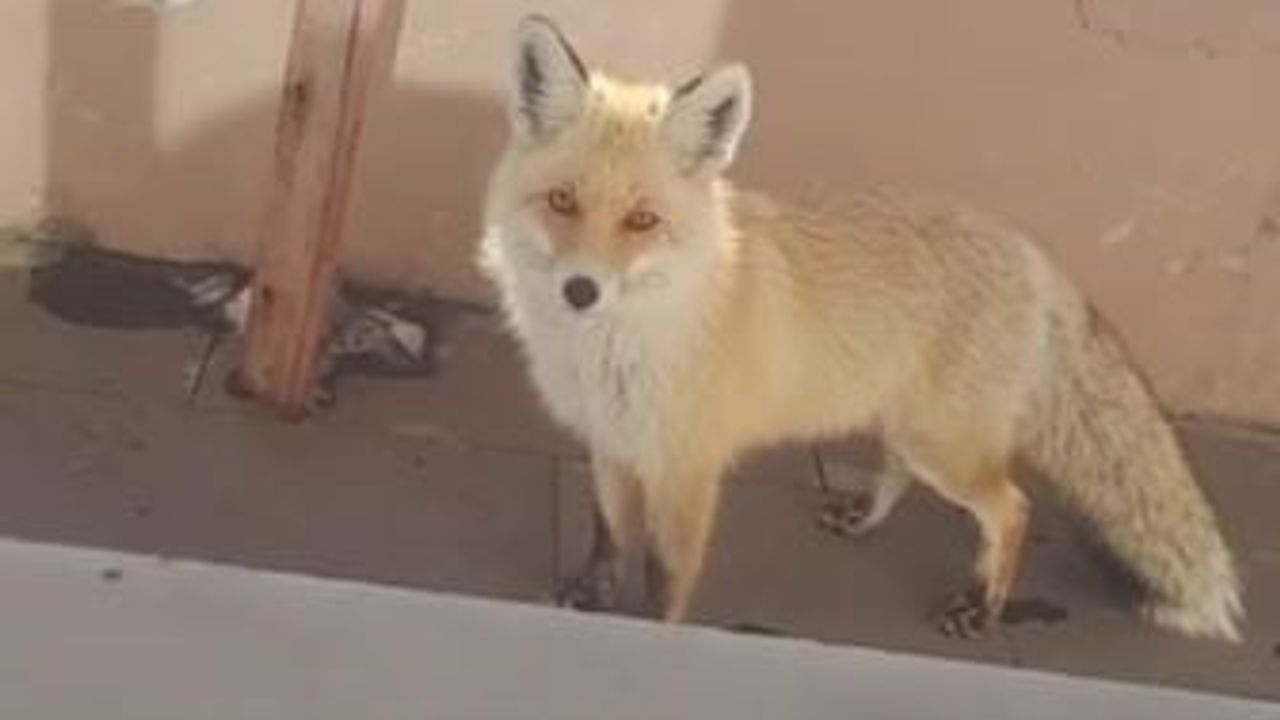 Tilki, Karayolları Bakım Evini Ziyaret Etti