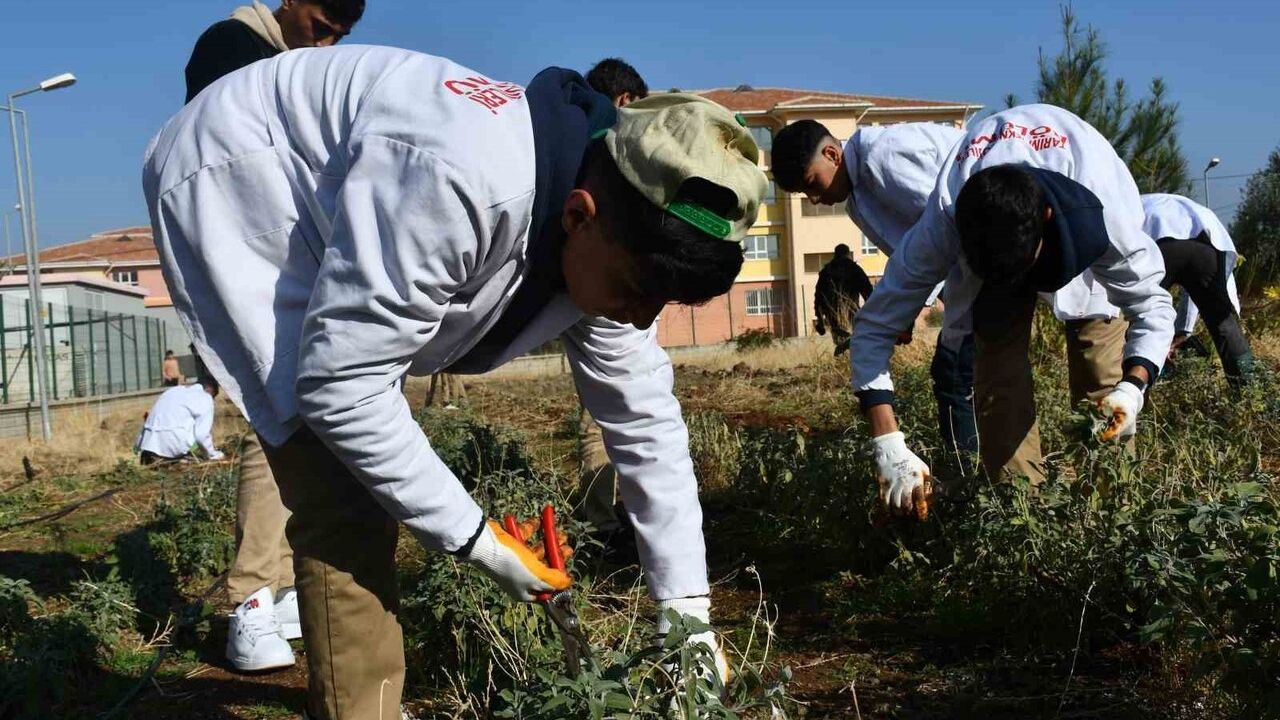 Tohumdan Sofraya: Öğrenciler Tarım Eğitimi Alıyor